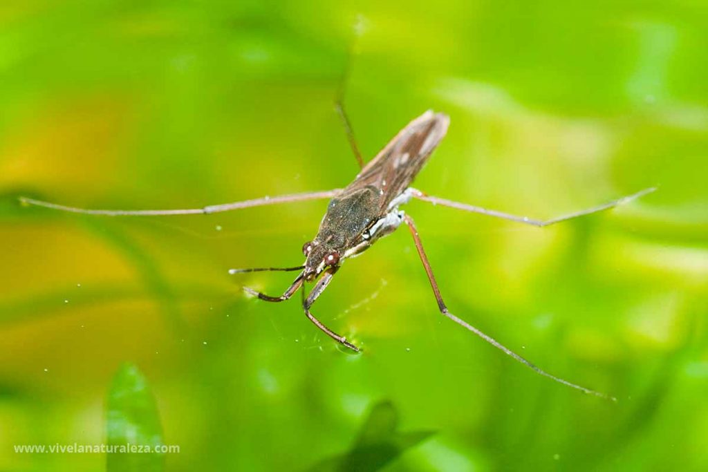 Zapatero (Gerris sp)