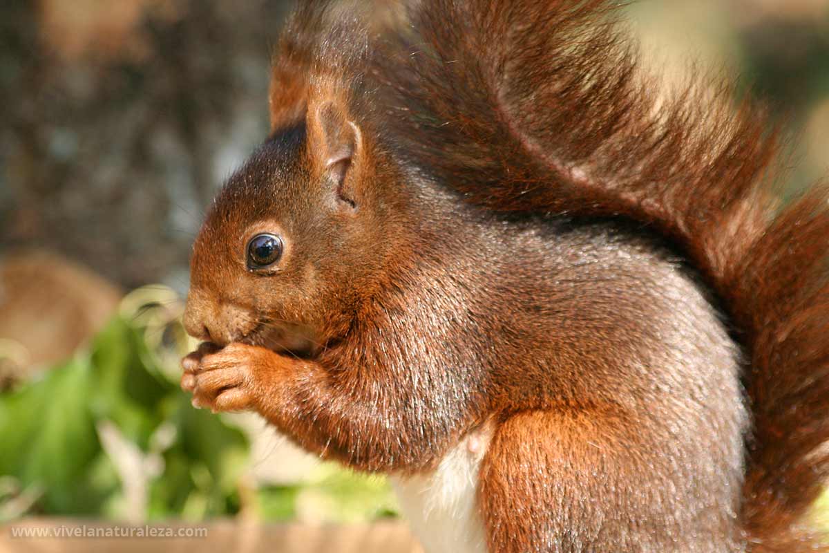 Ardilla roja o común Sciurus vulgaris Vive la Naturaleza