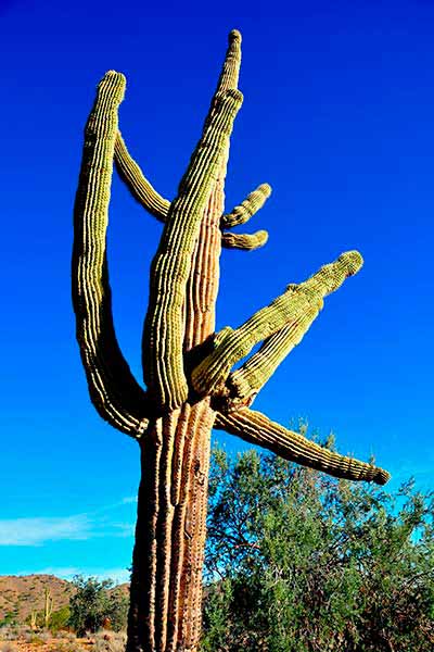 Un ejemplar de acto saguaro en el desierto es una fuente de agua.