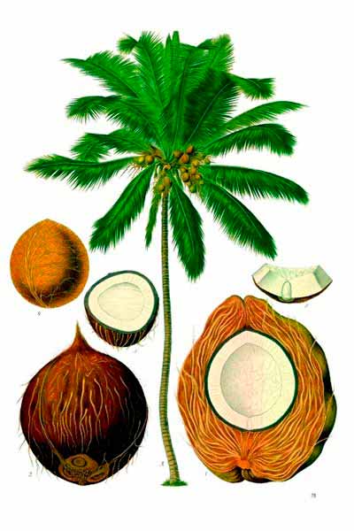 plantas de agua