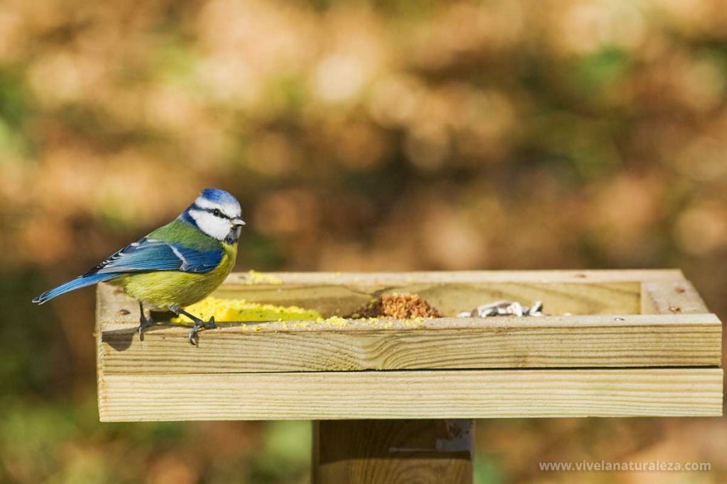 pájaro en un comedero