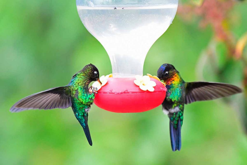 Bebedero para colibrí picaflor para el jardín