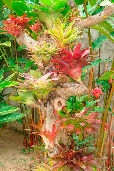 plantas que retienen agua