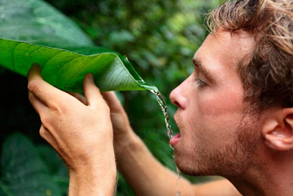 plantas que atraen el agua