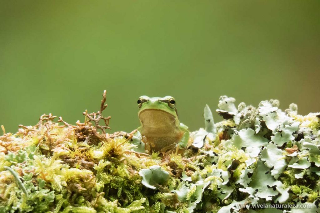 Técnicas fotográficas para la fotografía de anfibios y reptiles