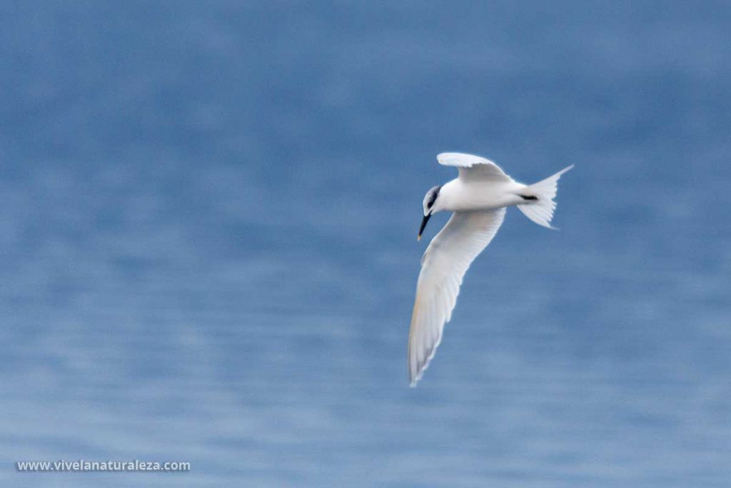 Fotografia de aves en vuelo