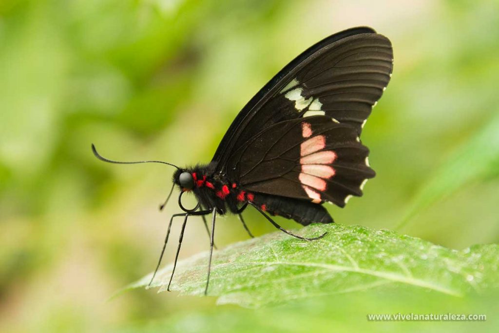 Fotografiar mariposas como esta en los mariposarios es muy gratificante