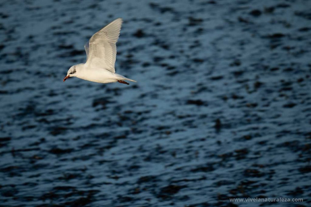 gaviota fotografiada en vuelo