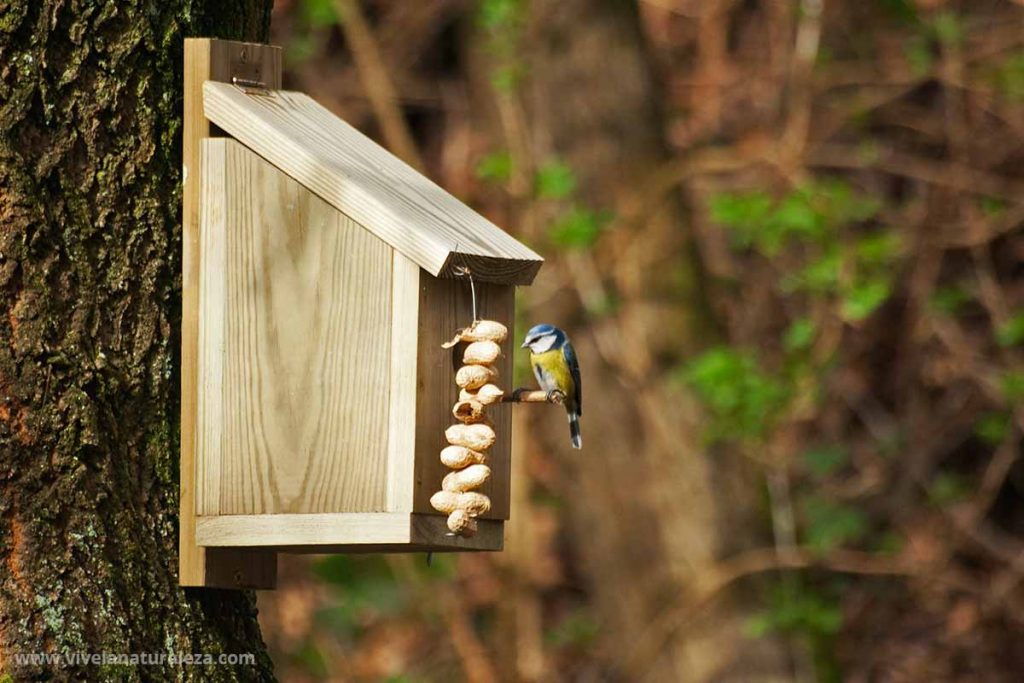 Caja mido o casita para pájaros de fabricación casera.