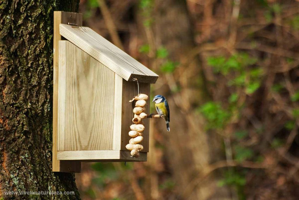 Cómo hacer una casa para pájaros - Vive la Naturaleza