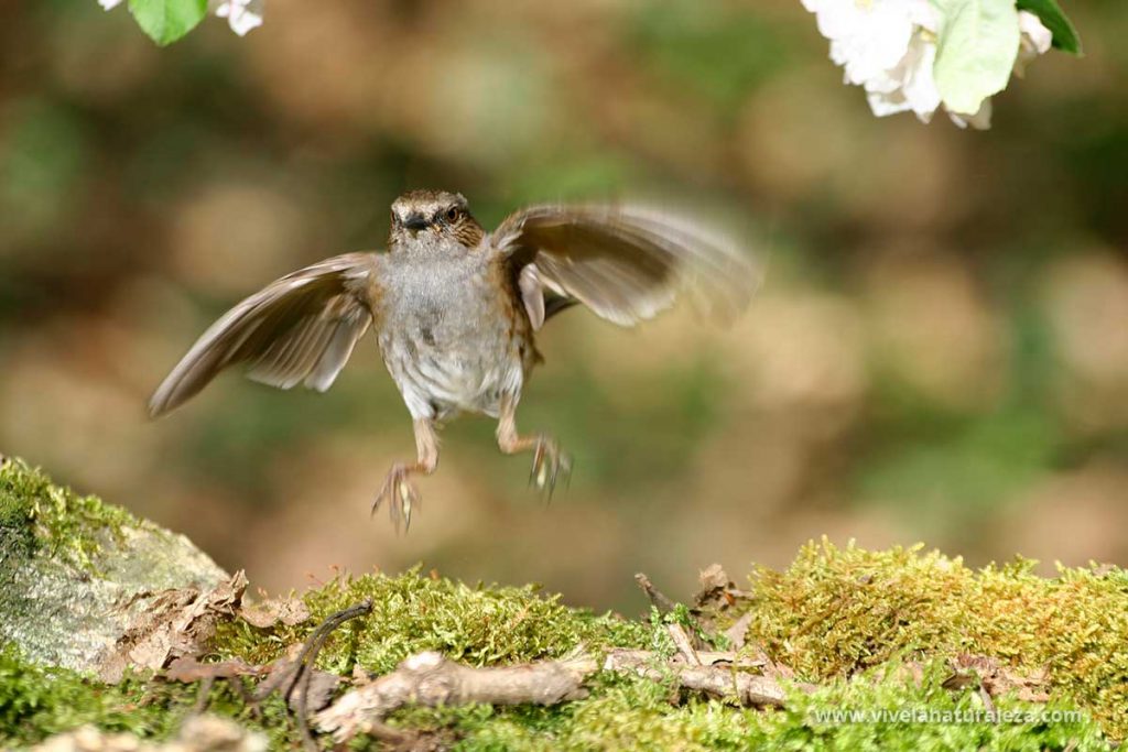 Pajaro fotografiado en vuelo
