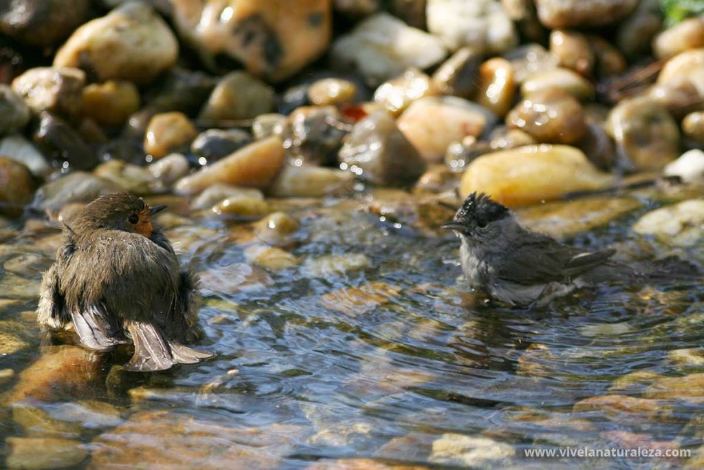 fotografía de pájaros bañándose