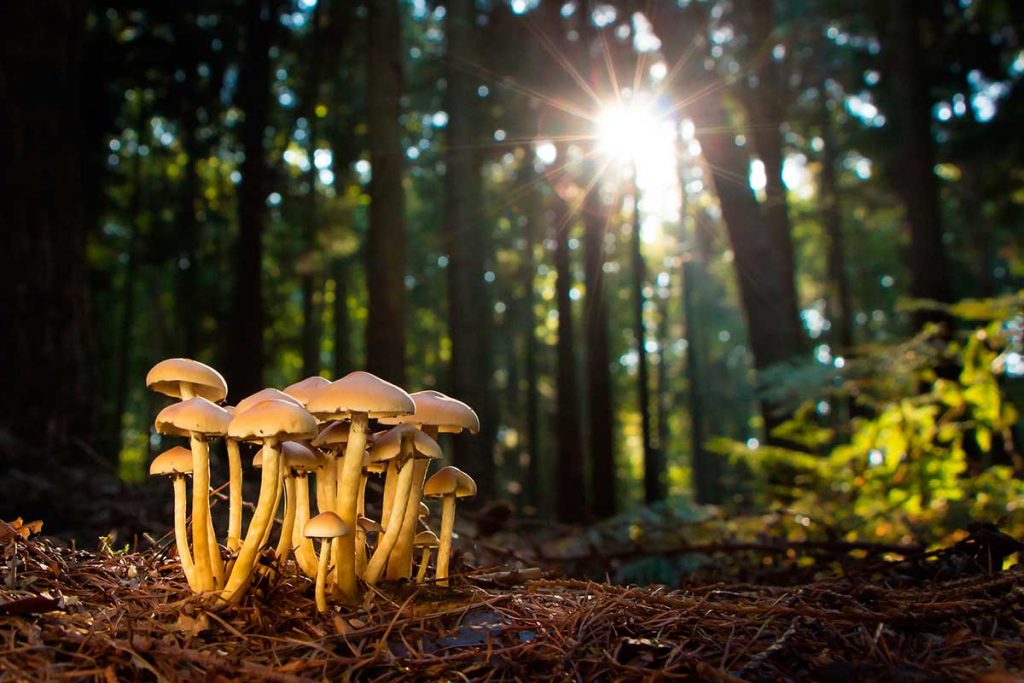 fotografía de setas en el bosque