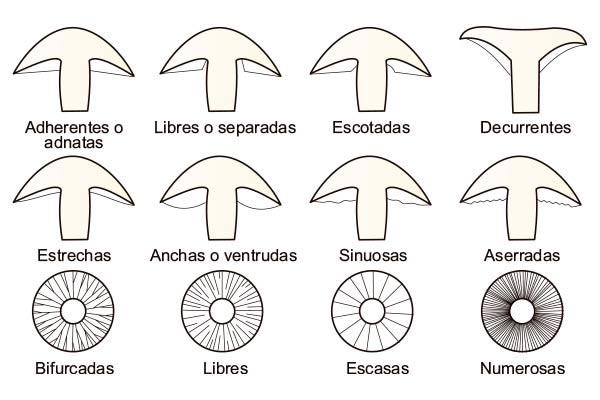 Dibujo de las formas de las láminas que permiten identificar las setas
