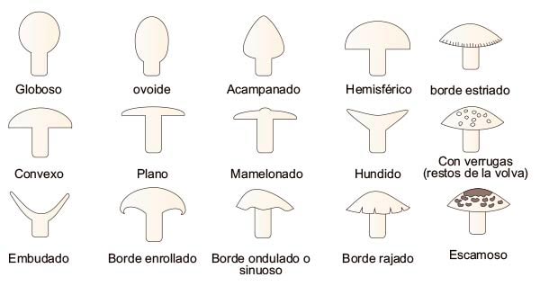 Dibujos de las formas de sombrero que permite identificar las setas