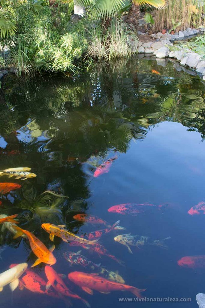 Estanque de peces