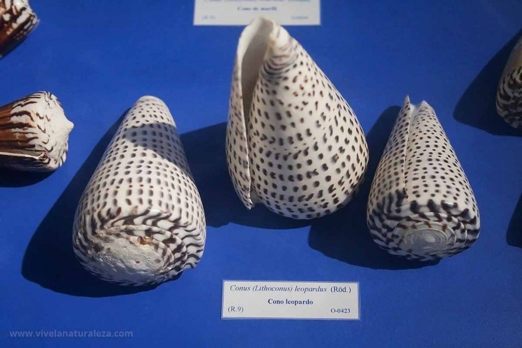 Coleccionar conchas es una afición apasionante, muy didáctica y que no daña la naturaleza