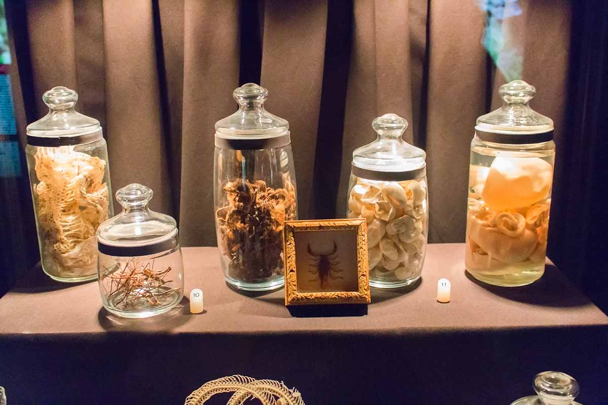 ¿Cómo cobnservar animales muertos?