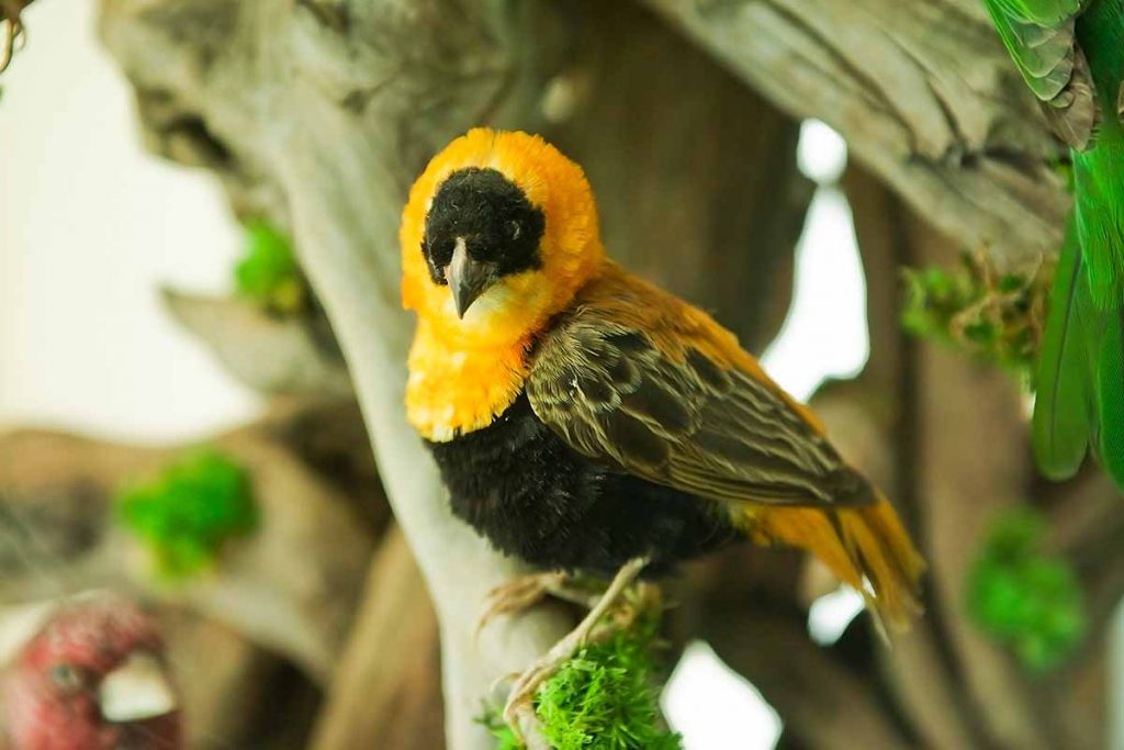 como conservar un colibrí muerto