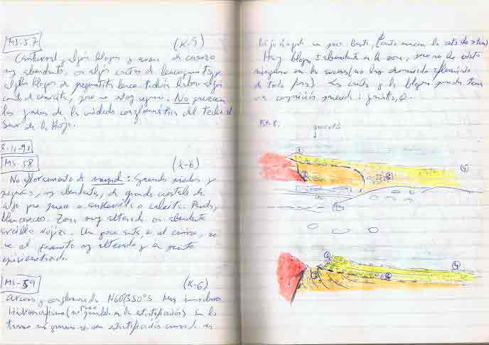 Ejemplo de cuaderno de campo