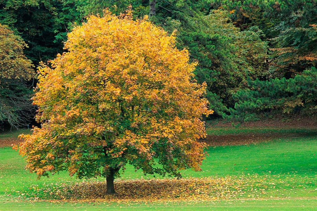 paisajes de otoño