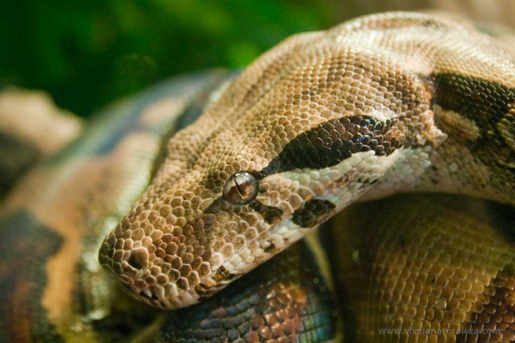 En los zoologicos se pueden fotografiar animales exoticos como esta serpiente