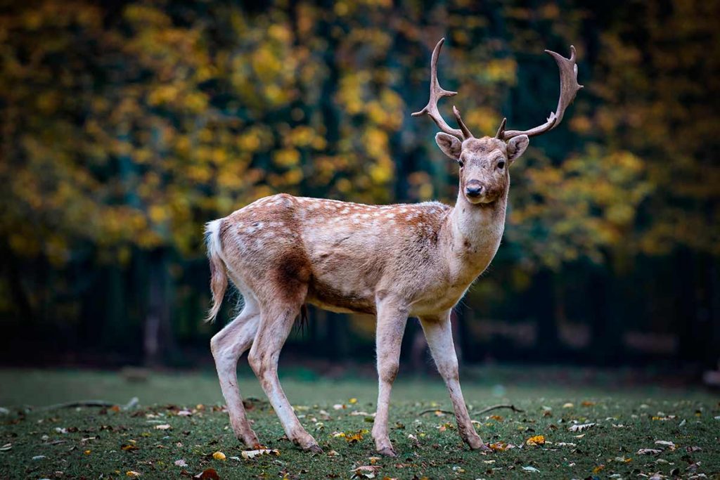 Gamo común o europeo (Dama dama)