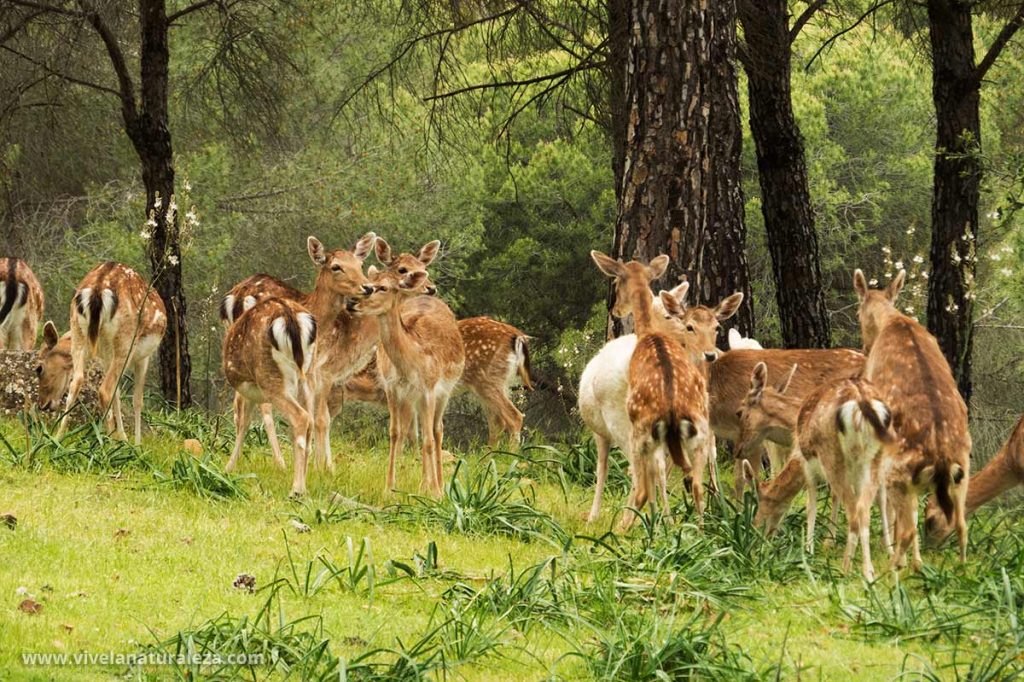 Manada de gamo comun o gamo europeo (dama dama)