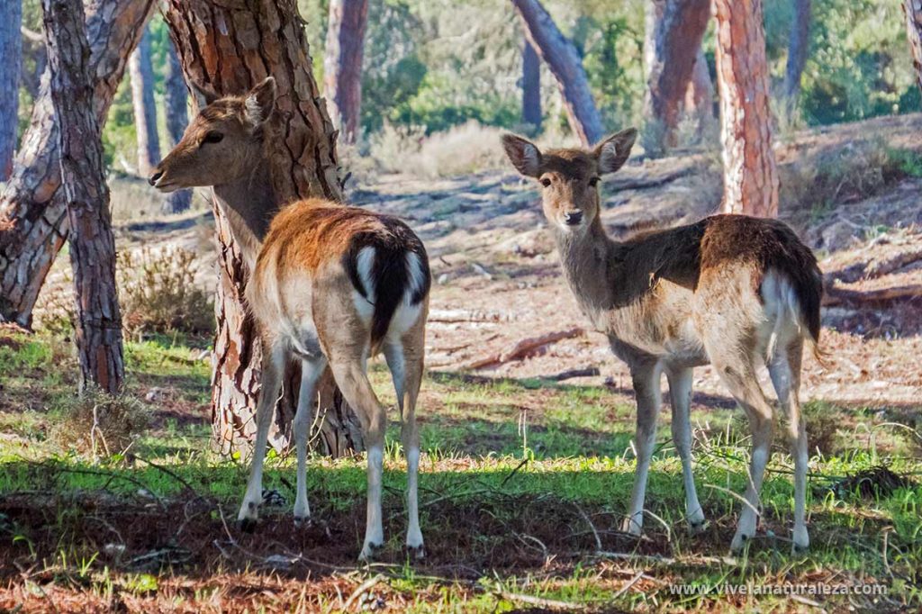 Gamos comunes en un bosque de coniferas