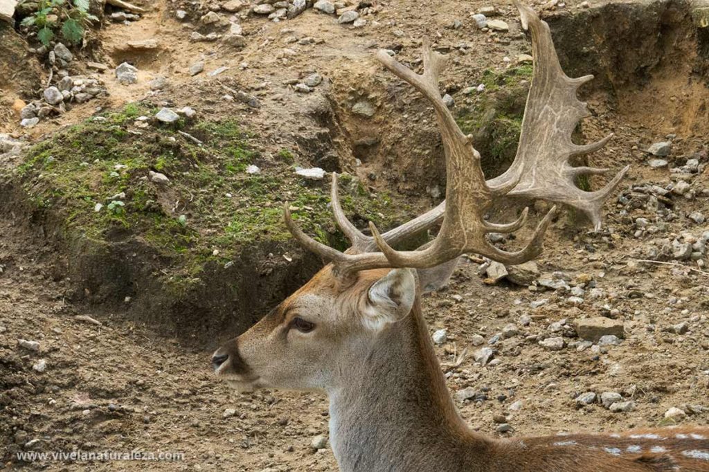 Cabeza de gamo comun o gamo europeo con sus hastas o cuernos