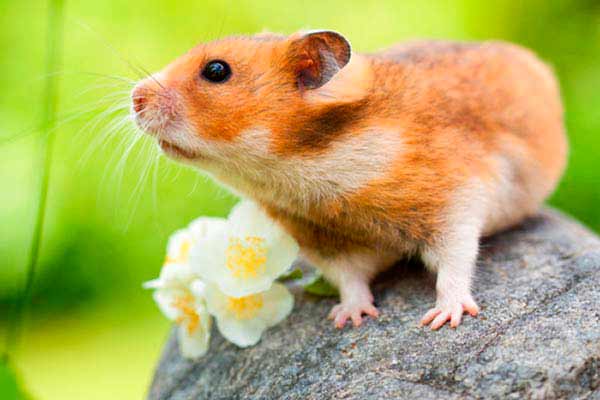 Hamster dorado -Mesocricetus auratus- sobre una piedra