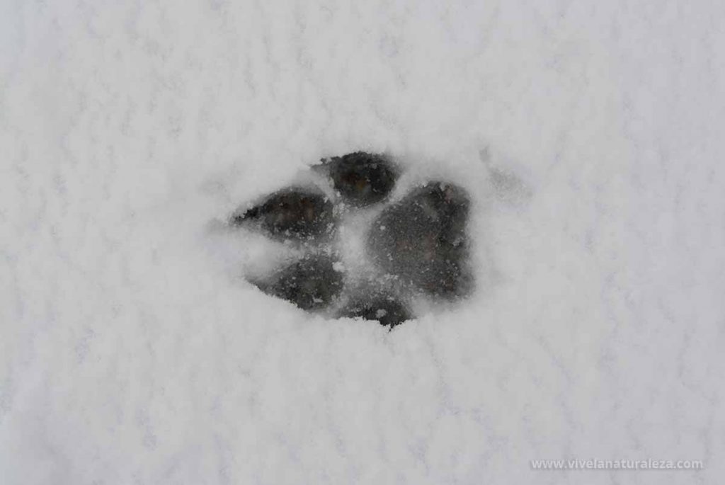 huellas de animales en la nieve