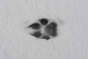 Cómo identificar huellas de mamíferos y otros animales y métodos para hacer moldes y conservarlas