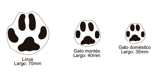 huellas de animales en español de España