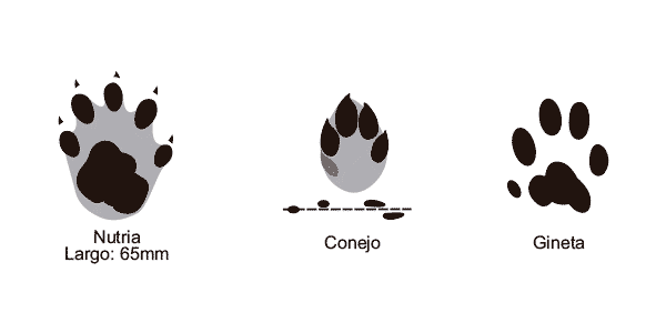 huellas de animales del bosque para niños