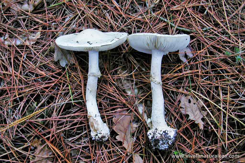 Dos ejemplares de Amanita virosa, setas venenosas cuya intoxicación provoca el síndrome faloidiano