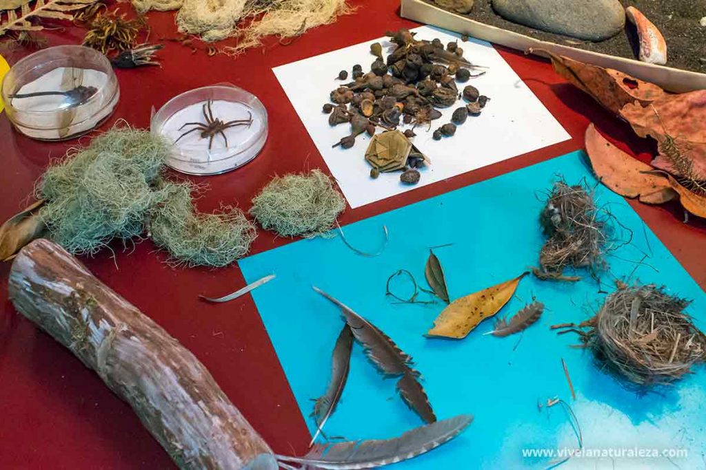 El laboratorio de ecología de un naturalista aficionado es la habitación donde expone sus descubrimientos, investigaciones, hallazgos y colecciones