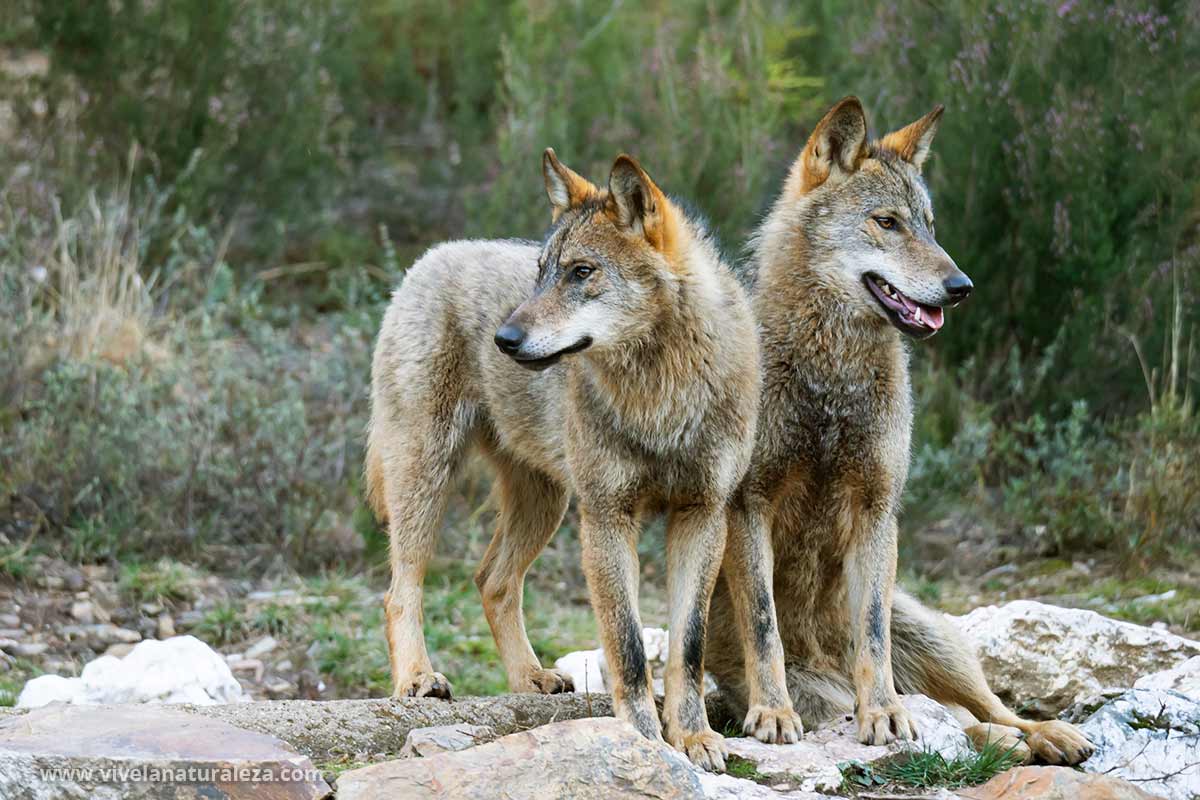 Lobo - Canis lupus - Vive la Naturaleza