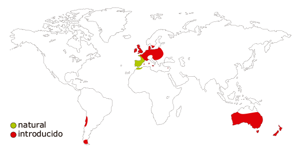 Mapa de distribucion mundial del conejo comun o europeo (Oryctolagus cuniculus)