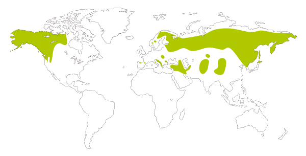 Mapa de distribución mundial del oso pardo (Ursus arctos)
