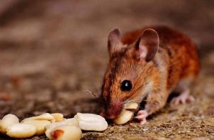 Los micro mamíferos como ratones, topillos y musarañas son fáciles de observar y cuidar en casa su les proveemos de una alojamiento adecuado