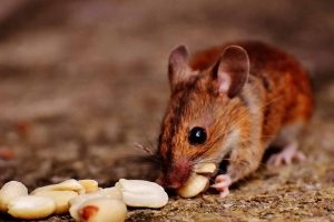 Los micro mamíferos como ratones, topillos y musarañas son fáciles de observar y cuidar en casa su les proveemos de una alojamiento adecuado