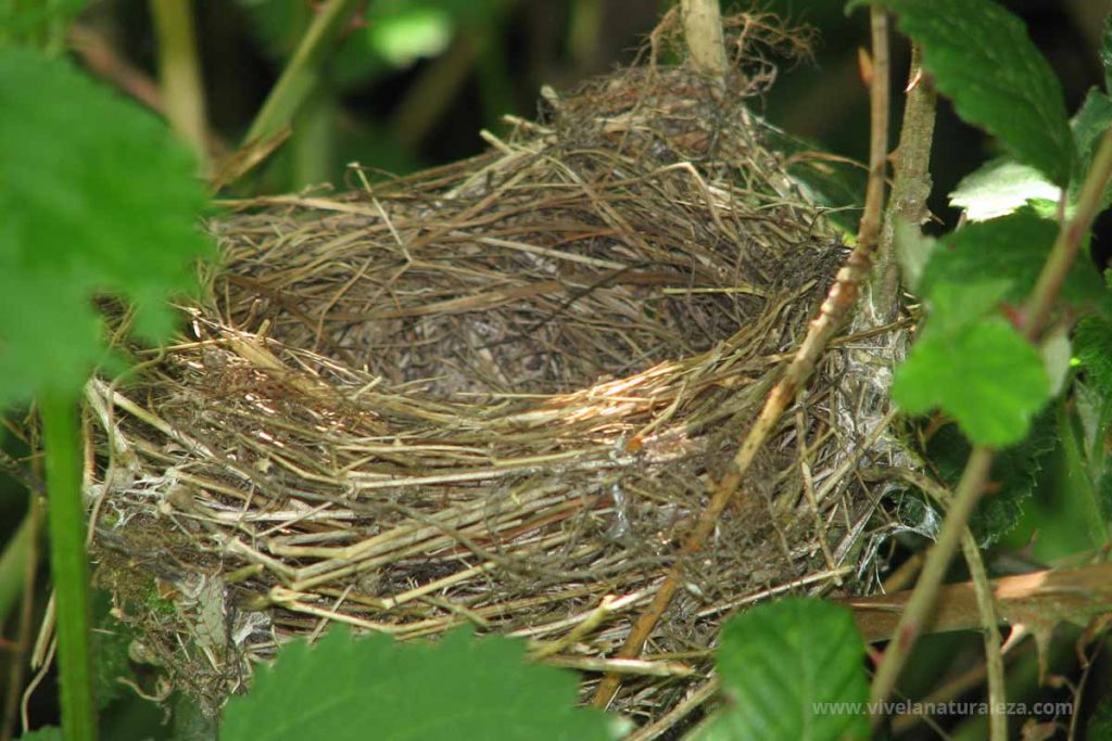 Nidos de pájaros