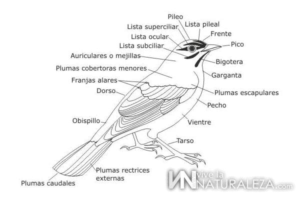 Ejemplos de ornitologia: nombres de la anatomia de un pájaro