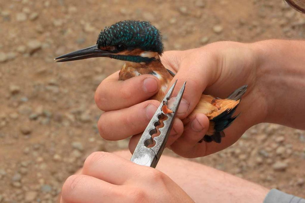 ornitologÃ­a: anillando un martÃ­n pescador