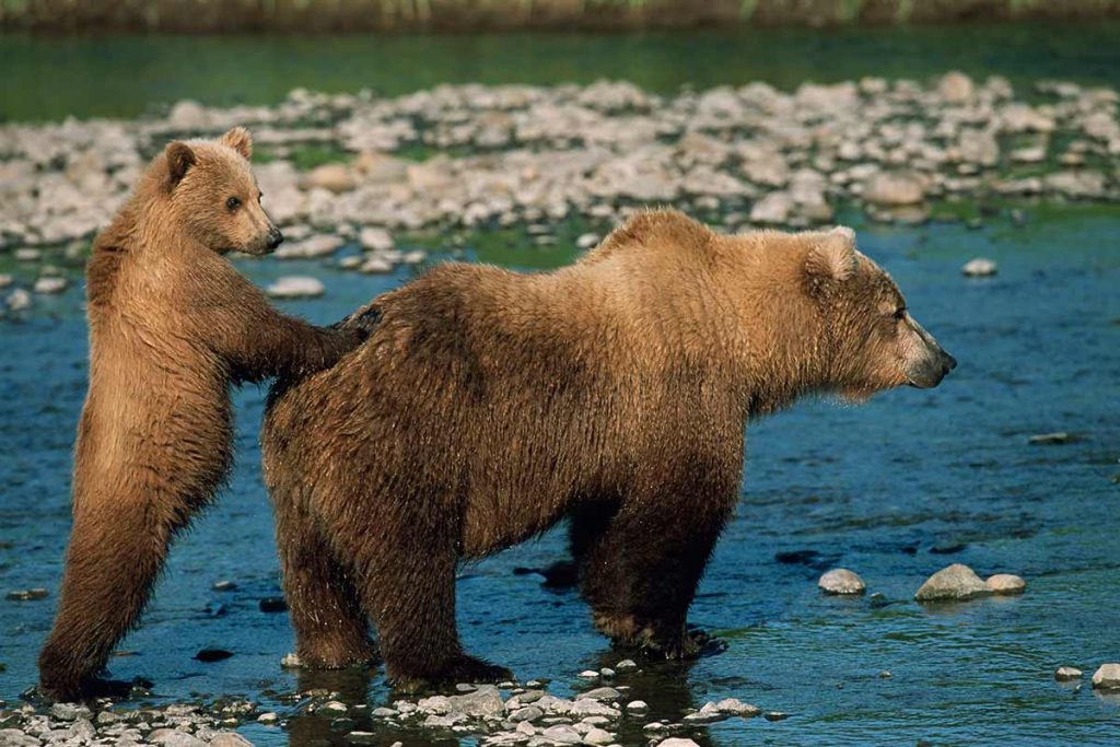 Una osa y su osezno de la especie Ursus arctos en la orilla de un io