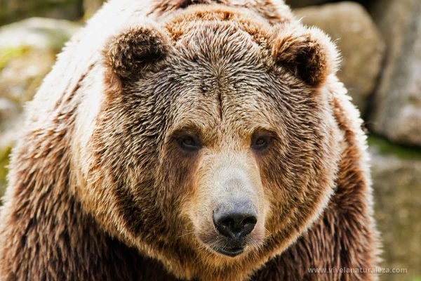 Ursus Arctos Middendorffi Vive En El Sur De Alaska