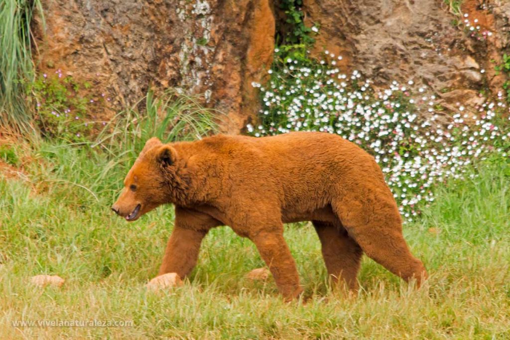 Un oso pardo joven
