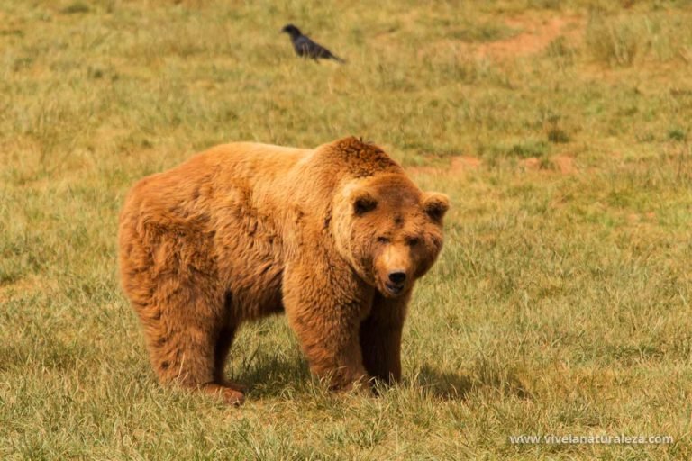 Ursus Arctos Middendorffi Vive En El Sur De Alaska