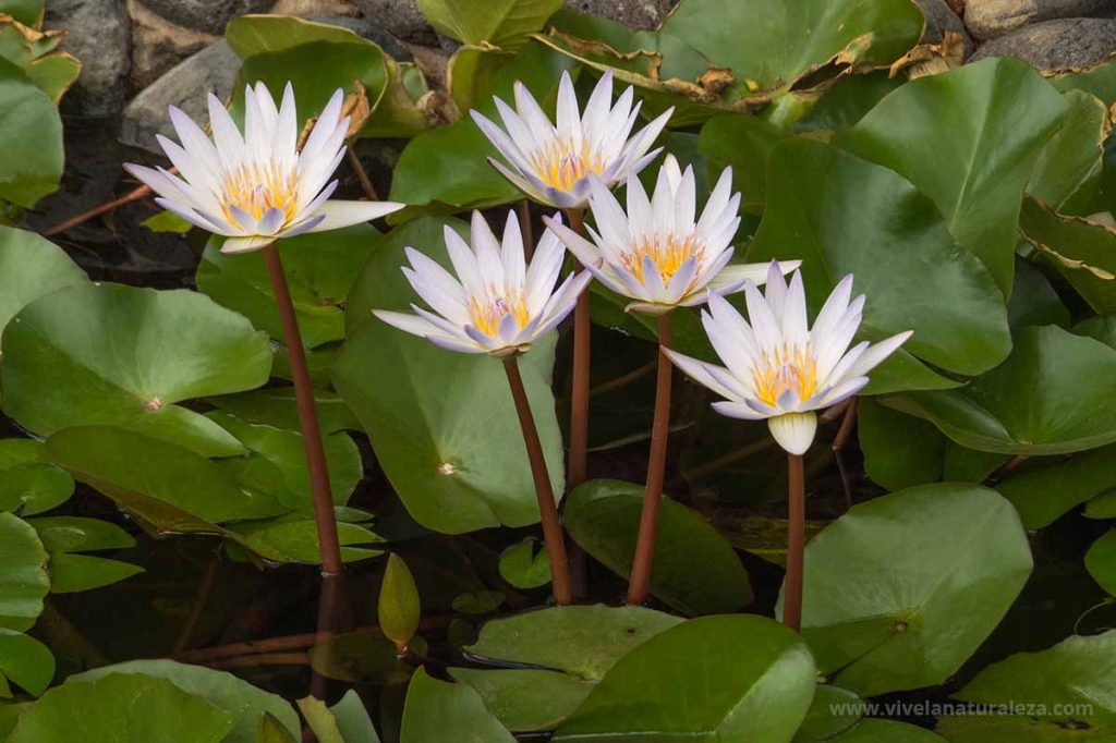 Descubre las mejores plantas acuáticas para que tu estanque casero del jardín tenga un aspecto natural y esté lleno de vida